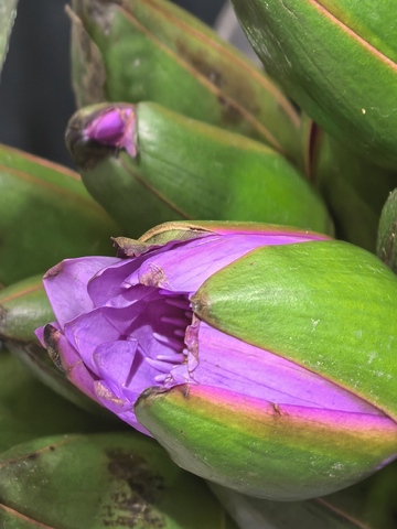 紫花绿叶植物特写