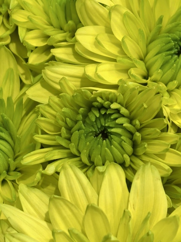 绿色菊花特写摄影图片