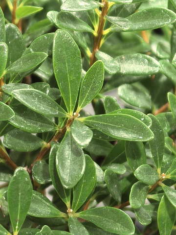 绿叶植物特写自然摄影