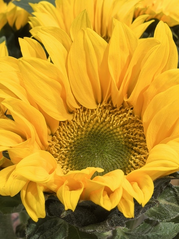 向日葵特写花卉摄影