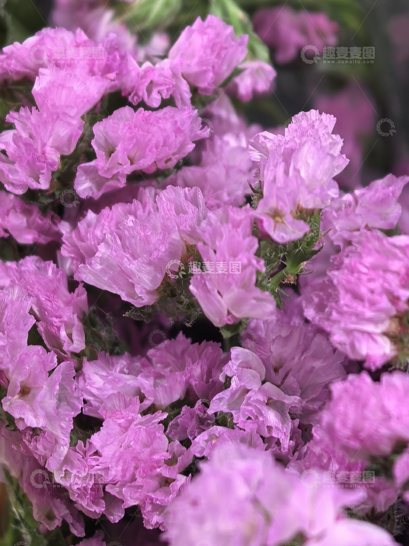 高清大图下载【趣麦麦图】粉红花朵特写摄影图片