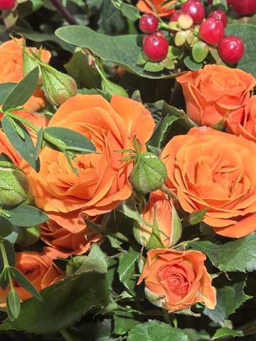 橙色玫瑰鲜花盛开特写