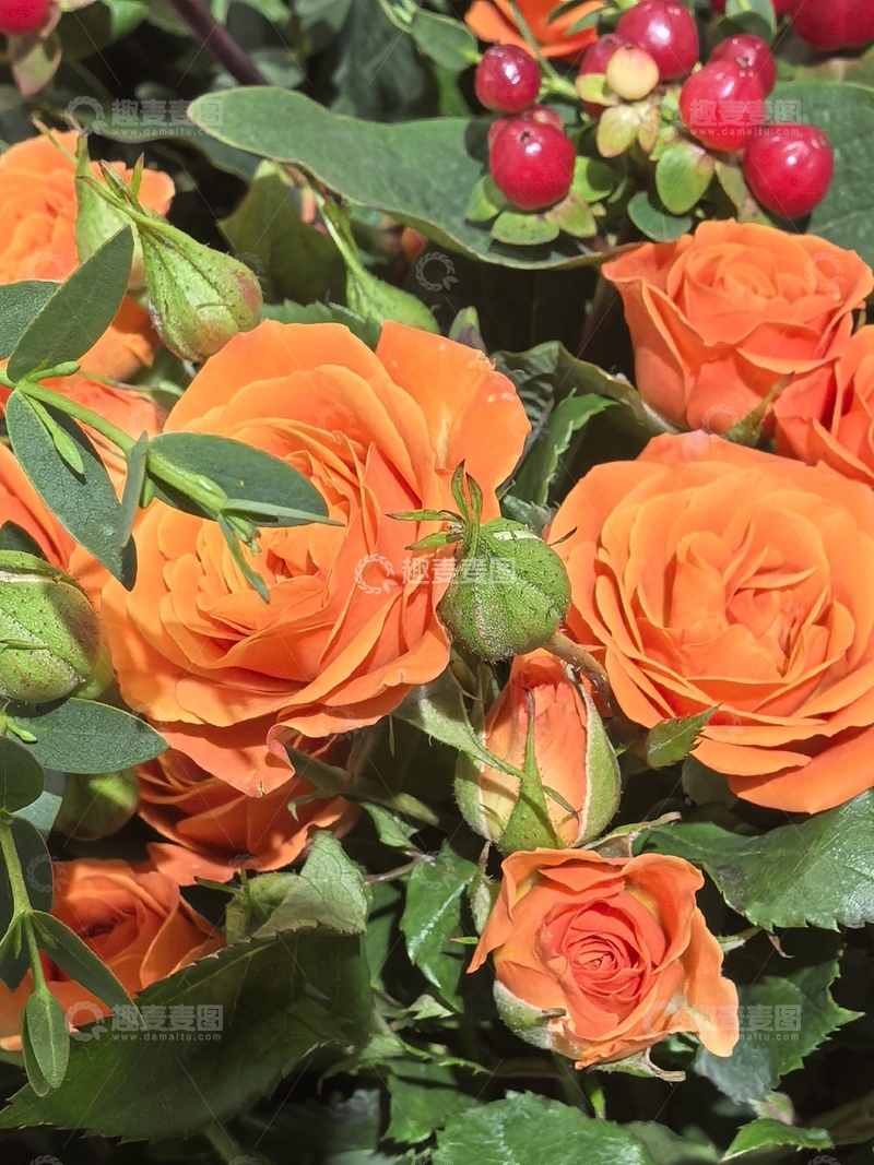 高清大图下载【趣麦麦图】橙色玫瑰鲜花盛开特写