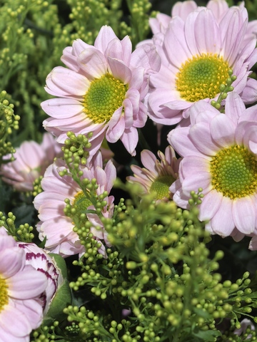 粉色菊花盛开自然风景摄影图