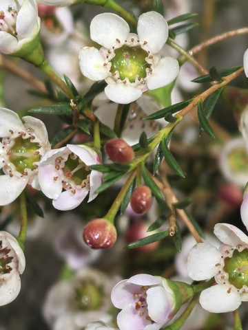 白色小花植物特写摄影图