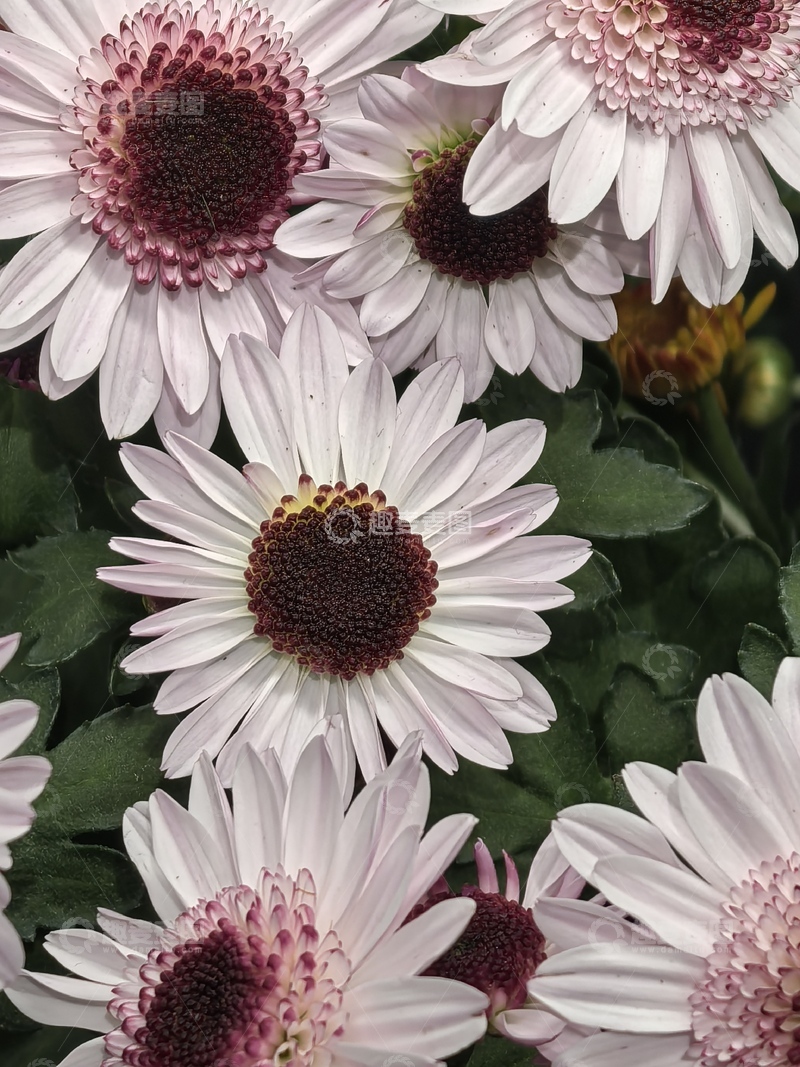 高清大图下载【趣麦麦图】花卉特写摄影菊花盛开