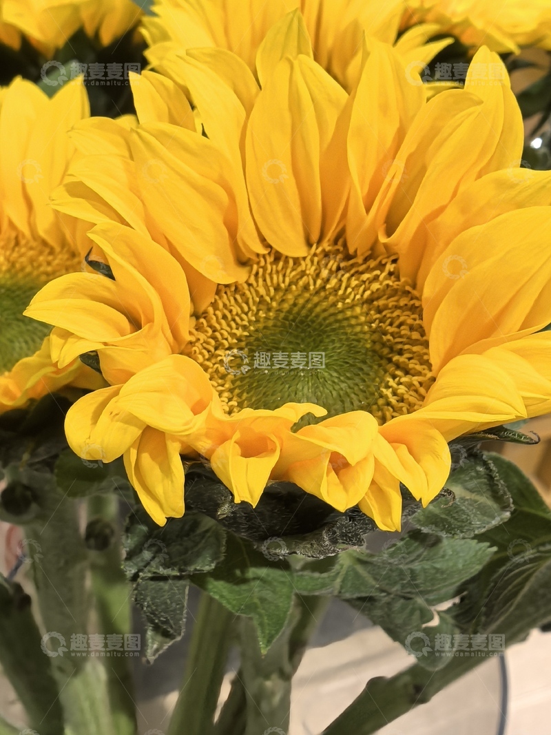 高清大图下载【趣麦麦图】鲜艳向日葵特写摄影图片