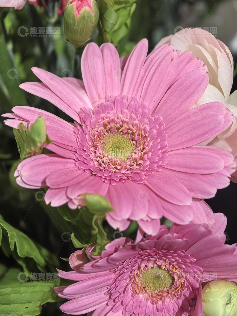 高清大图下载【趣麦麦图】粉色雏菊特写摄影图