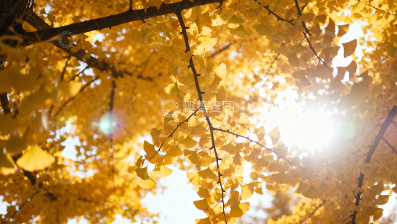 高清大图下载【趣麦麦图】银杏叶银杏树秋天056