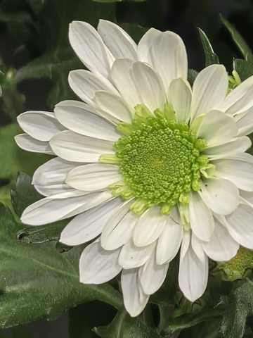 清新白花特写摄影