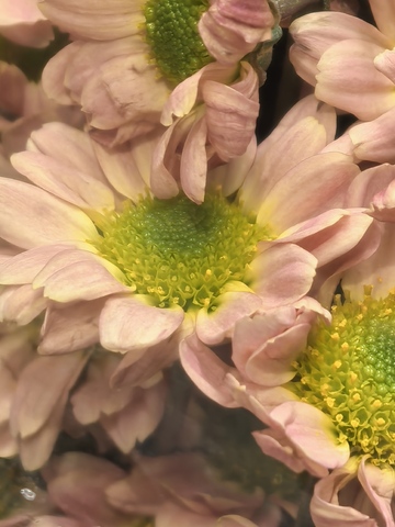 菊花特写自然花卉摄影