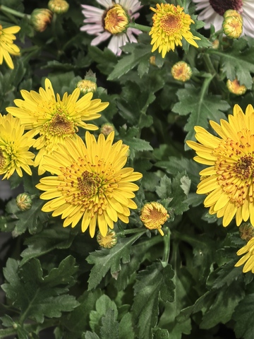 黄花盛开园艺美景