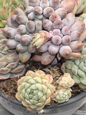 多肉植物盆栽特写摄影