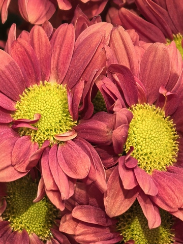 粉红菊花特写摄影图片