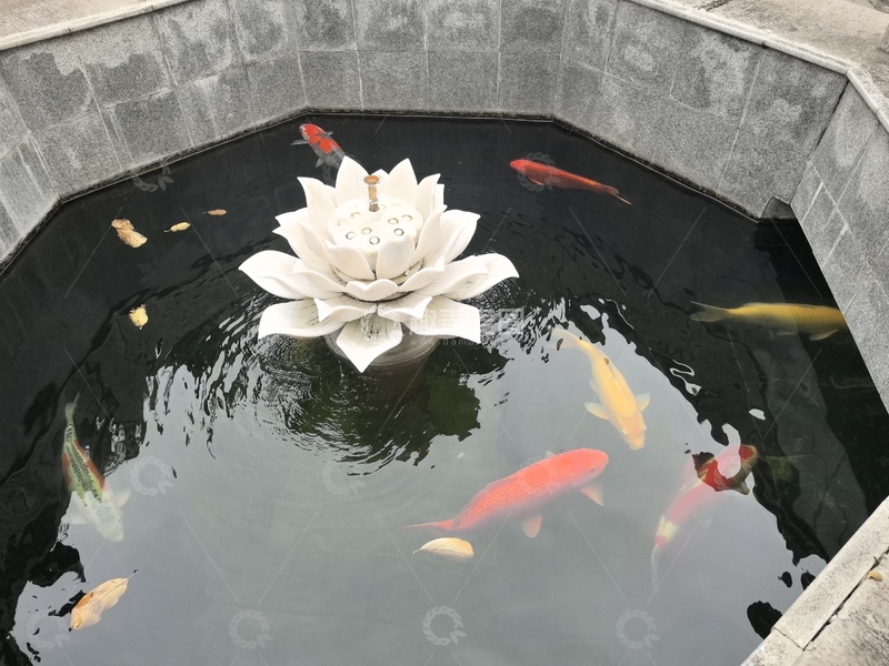 高清大图下载【趣麦麦图】莲花锦鲤池景观