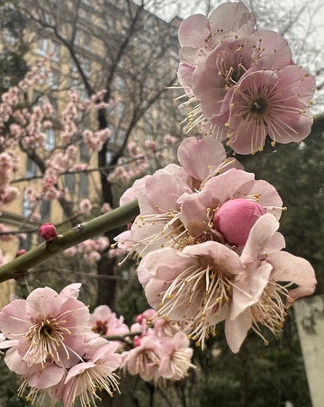 早春粉梅绽放美景