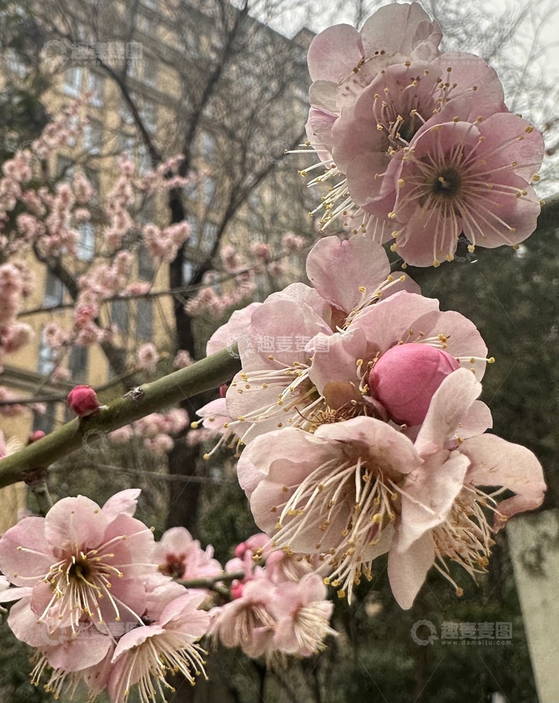 高清大图下载【趣麦麦图】早春粉梅绽放美景