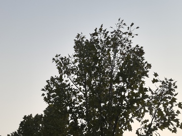 夕阳下树木剪影风光摄影