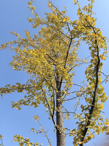 秋日黄叶树蓝天景色