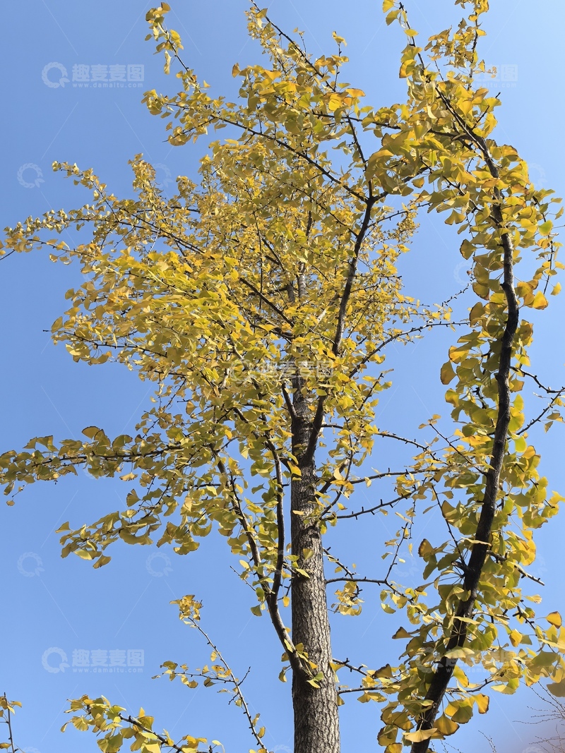 高清大图下载【趣麦麦图】秋日黄叶树蓝天景色