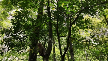 森林猴趣自然风光摄影