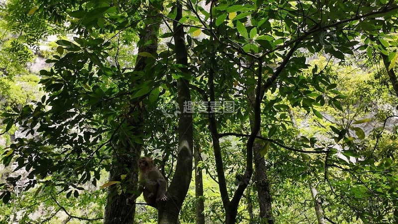 高清大图下载【趣麦麦图】-森林猴趣自然风光摄影