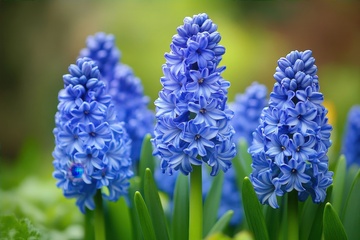 蓝色的风信子开花