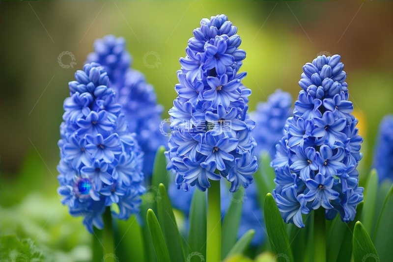 高清大图下载【趣麦麦图】蓝色的风信子开花