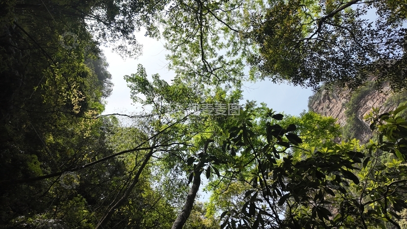 高清大图下载【趣麦麦图】-森林仰望天空