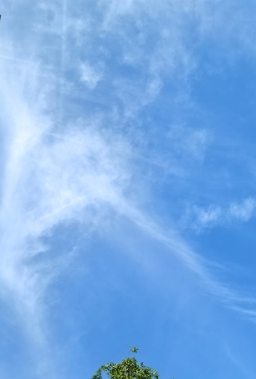 蓝天白云树梢风景