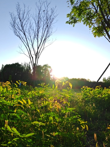 阳光田野风景自然摄影