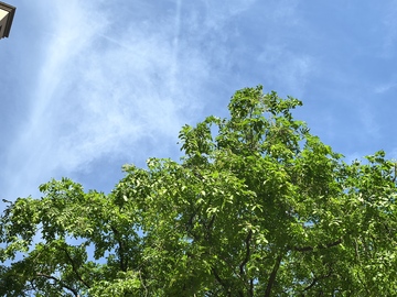 蓝天绿树自然风光摄影
