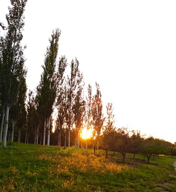 夕照树林田野风光11