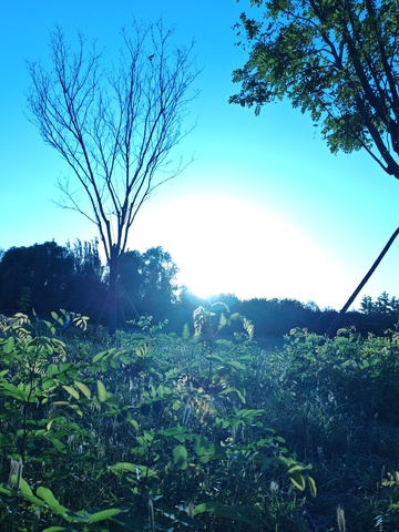 阳光森林自然风光摄影