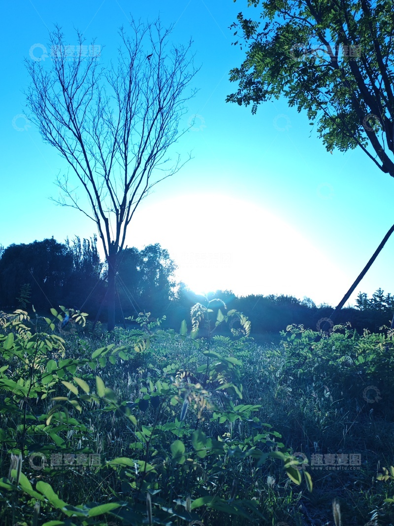 高清大图下载【趣麦麦图】阳光森林自然风光摄影
