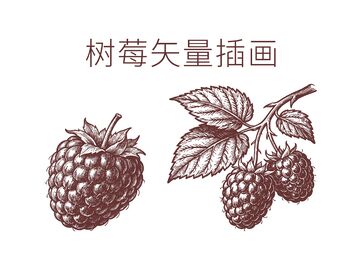 线描树莓插画素材