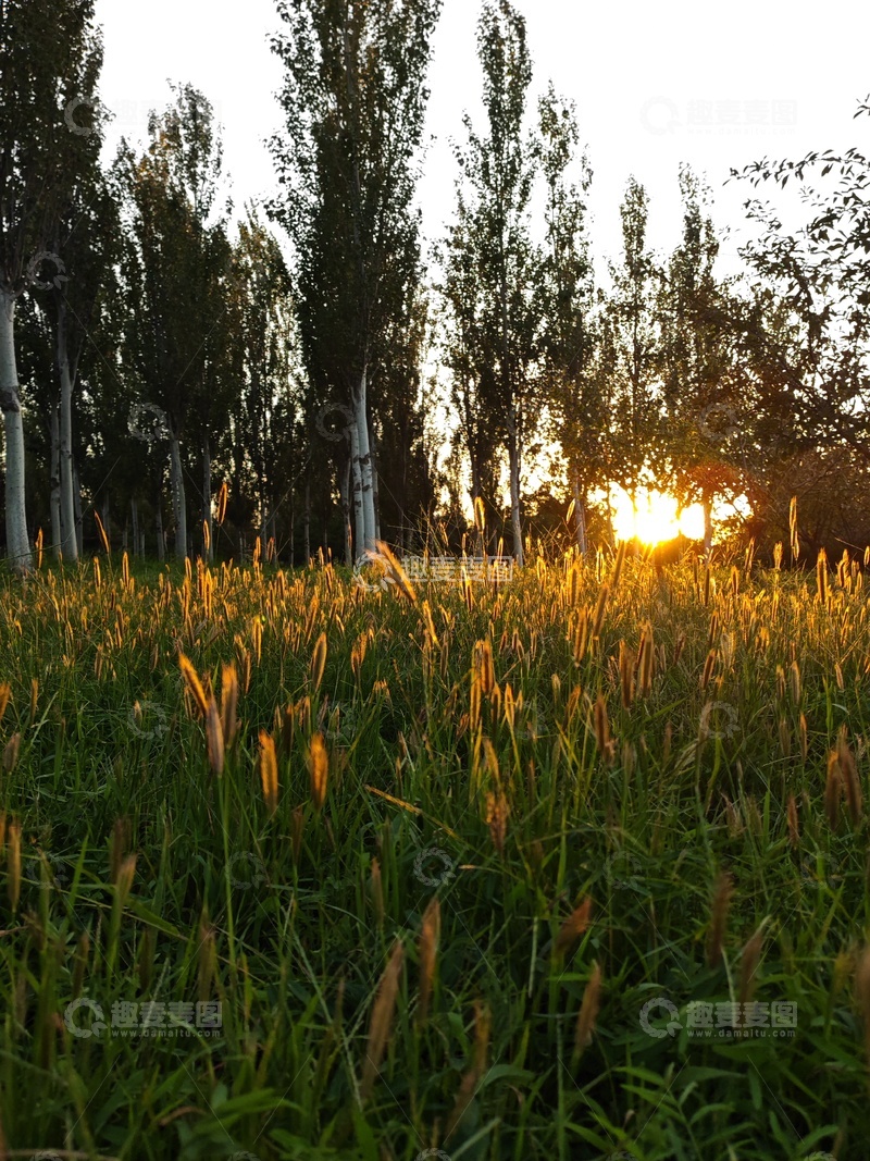 高清大图下载【趣麦麦图】日落草地风景自然风光摄影