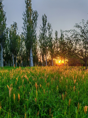 夕阳草原树木美景
