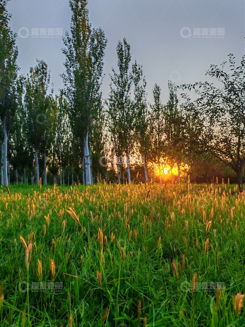 高清大图下载【趣麦麦图】-夕阳草原树木美景