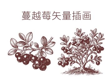 蔓越莓插画包装素材