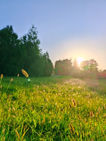 晨光照耀草地美景