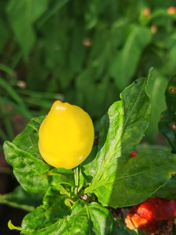 黄色果实植物特写