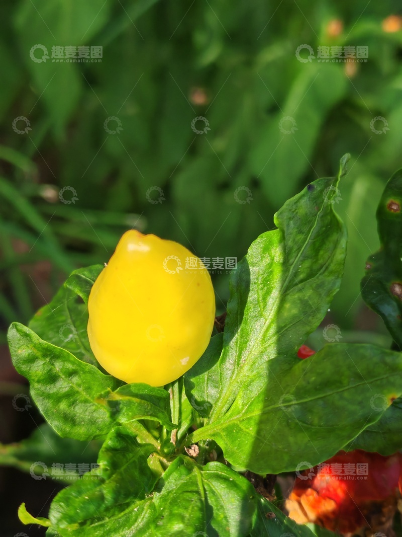 高清大图下载【趣麦麦图】黄色果实植物特写