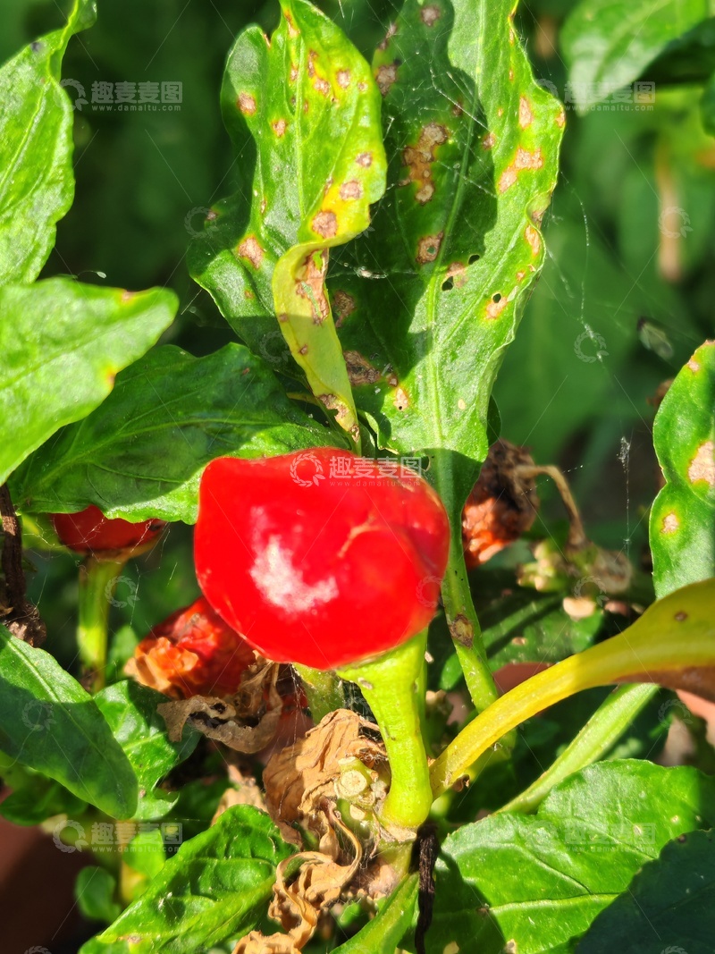 高清大图下载【趣麦麦图】病叶红果植物特写