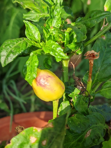 番茄植株果实病变特写