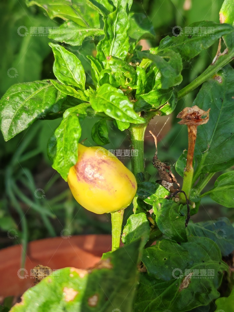 高清大图下载【趣麦麦图】番茄植株果实病变特写
