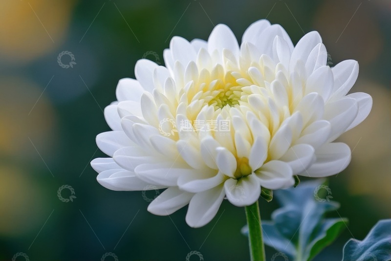高清大图下载【趣麦麦图】一朵多重白菊花