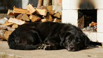 动物百科之小黑狗