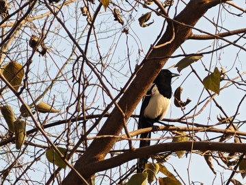 站在树枝上的鸟