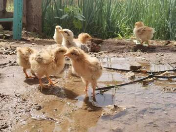 水滩里行走的小鸡